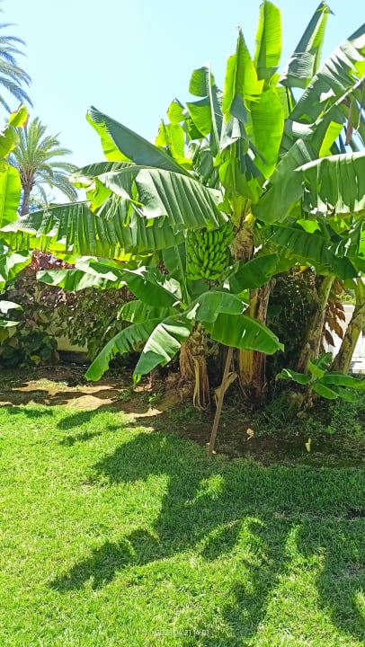 Gartenanlage TRH Taoro Garden