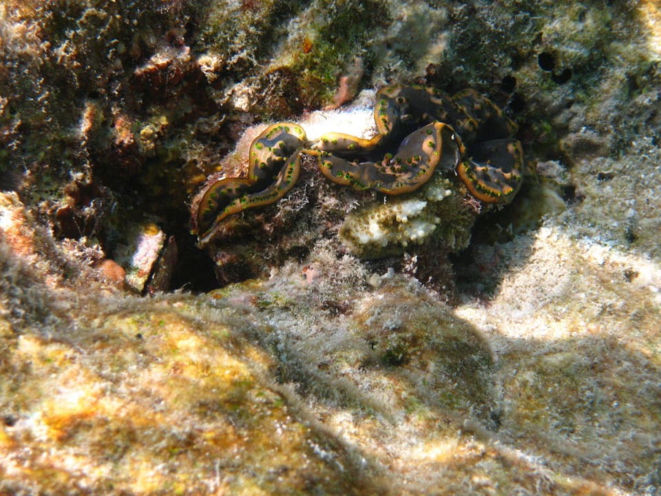 Unterwasserwelt am Hausriff NH Collection Maldives Reethi Resort