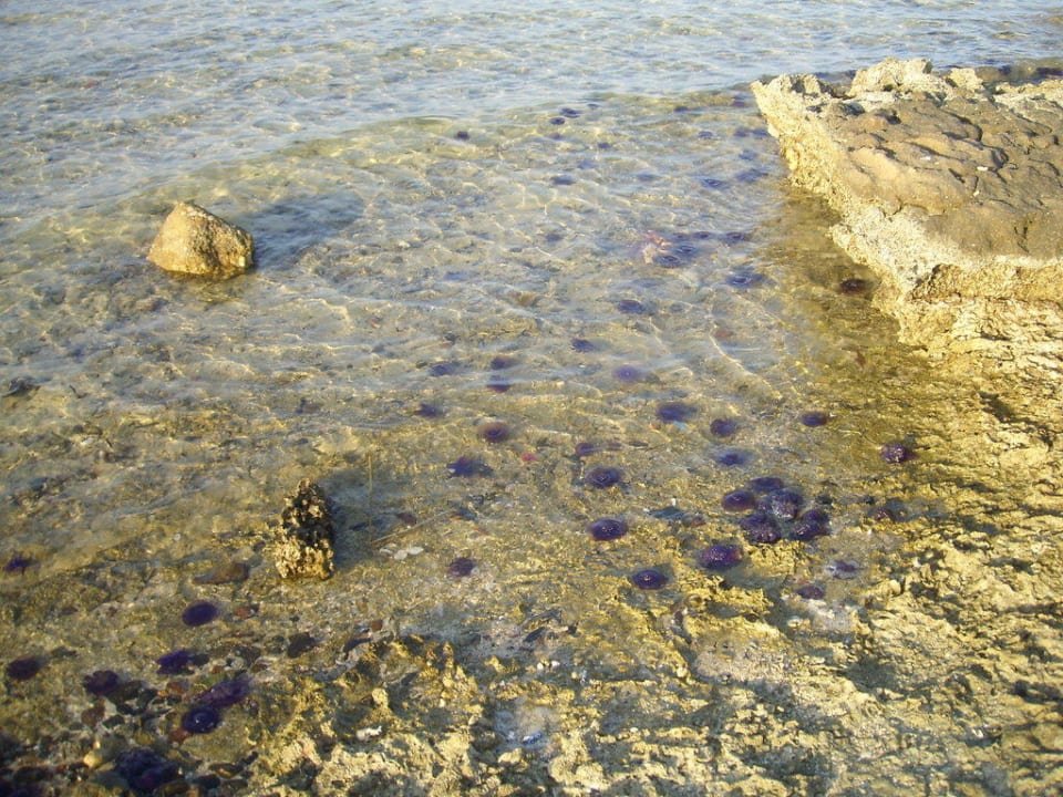 Wurzelmundquallenart Brayka Bay Resort