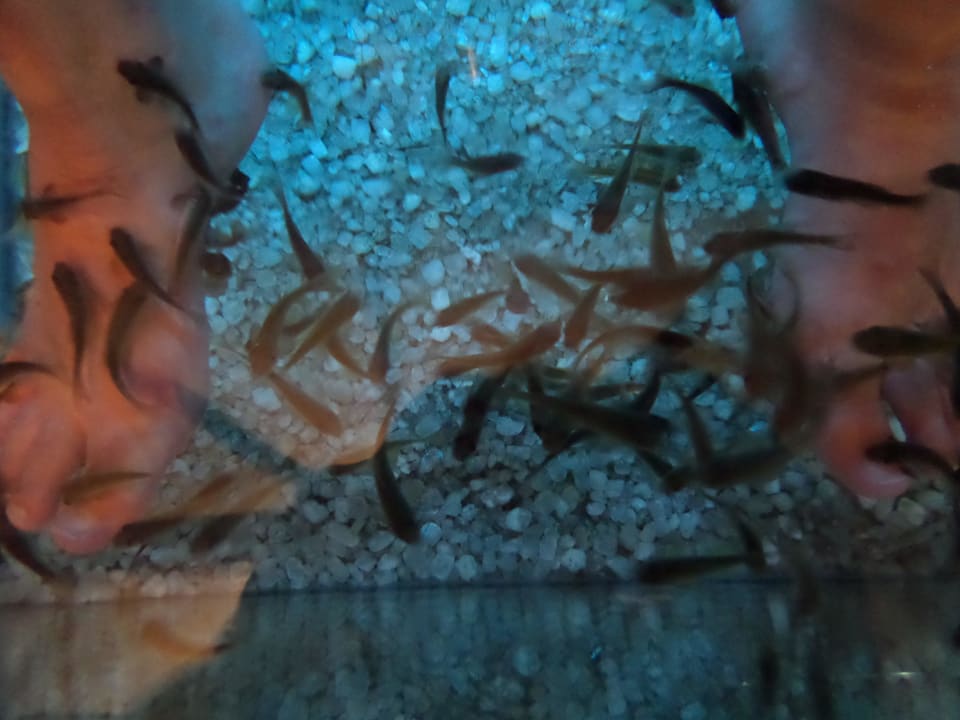 Fisch-Spa am Strand Grand Waterworld Makadi & Family Star Makadi