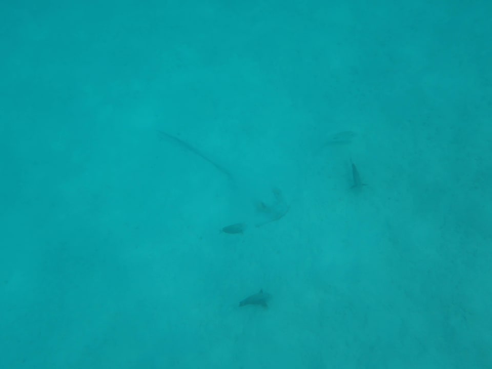 Rochen Cinnamon Dhonveli Maldives