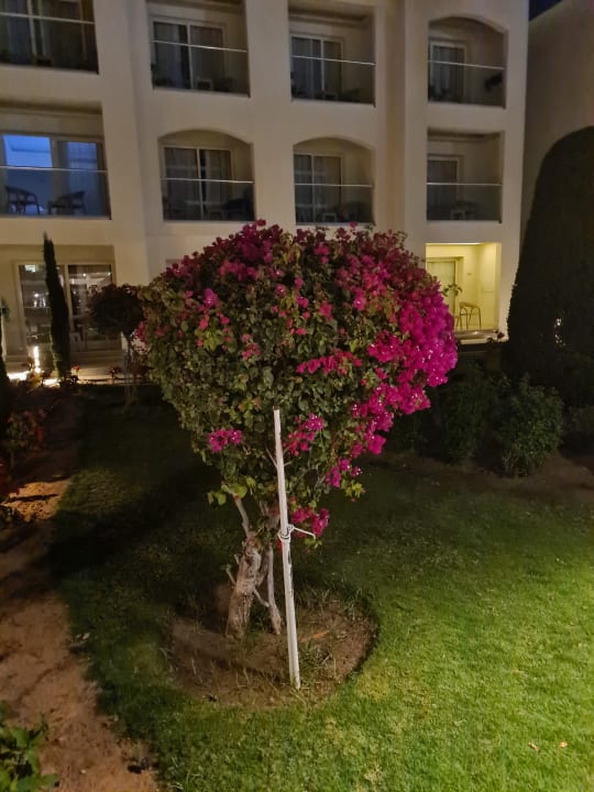 Gartenanlage Pickalbatros Dana Beach Resort - Hurghada