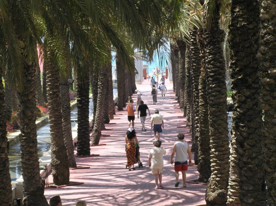 Palmenalle vom Hauptgebäude zum Strand Monachus Family Resort Sorgun
