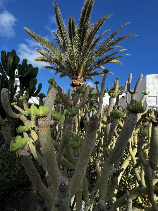 Gartenanlage Marina Playa Suite Hotel