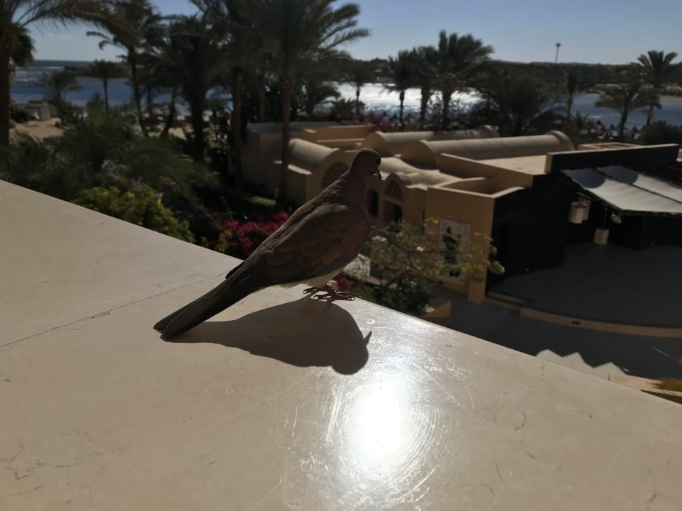 Sonstiges Steigenberger Coraya Beach - Adults only