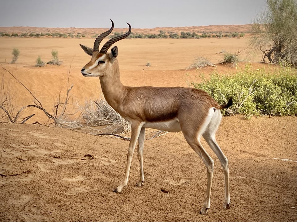 Sonstiges Al Maha, A Luxury Collection Desert Resort & Spa