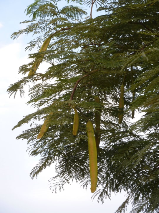 Mir unbekannte Gewächse gg Grand Makadi