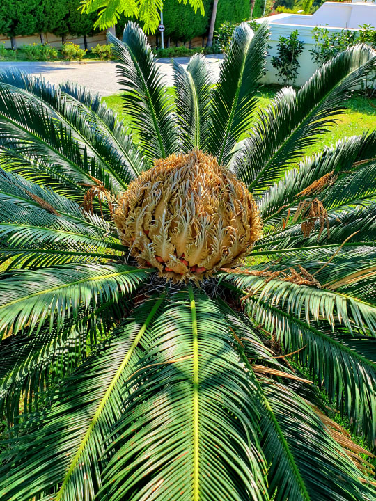 Gartenanlage Rixos Premium Bodrum