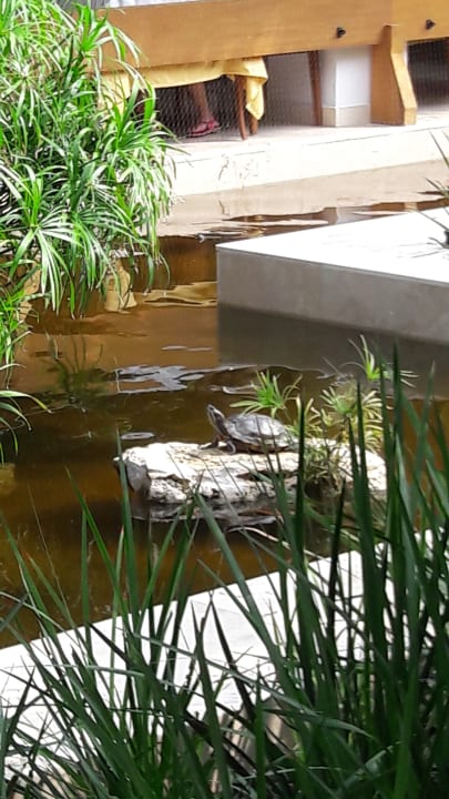 Gartenanlage Iberostar Waves Tucan