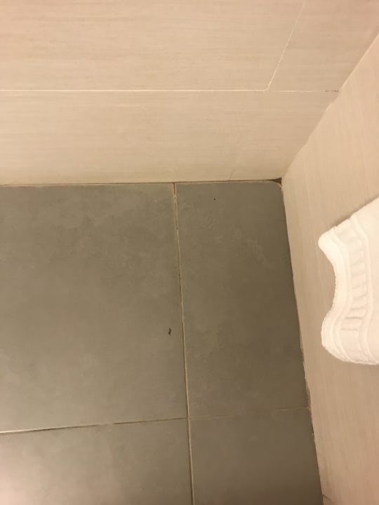 Zimmer blau punta reina