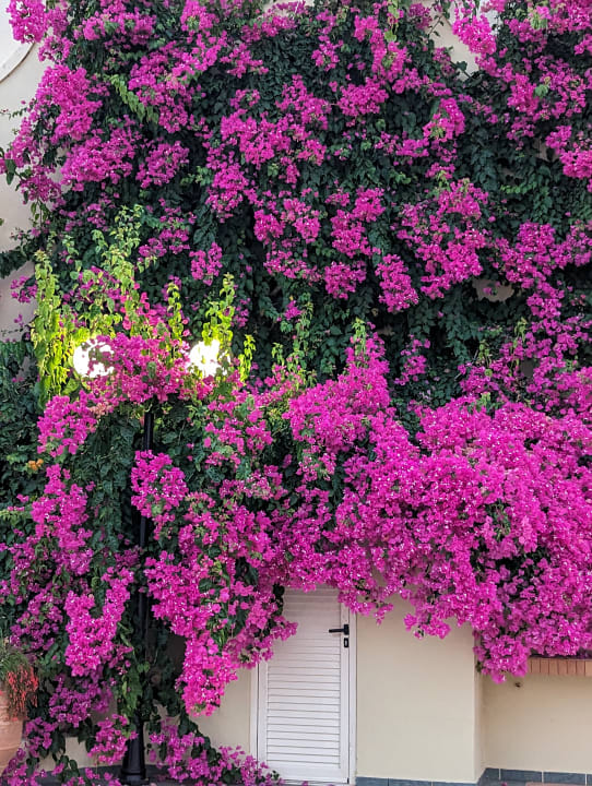 Gartenanlage Hydramis Palace Beach Resort