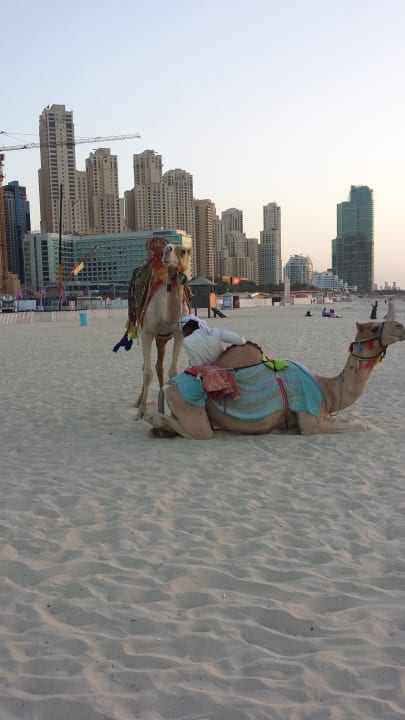 Jumeirah Beach, neben dem Hotel Le Royal Méridien Beach Resort & Spa Dubai
