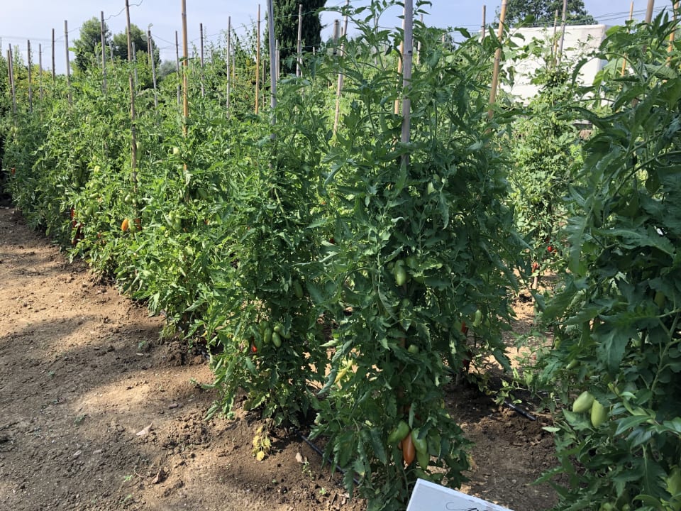 Gartenanlage Hotel Locanda I Girasoli