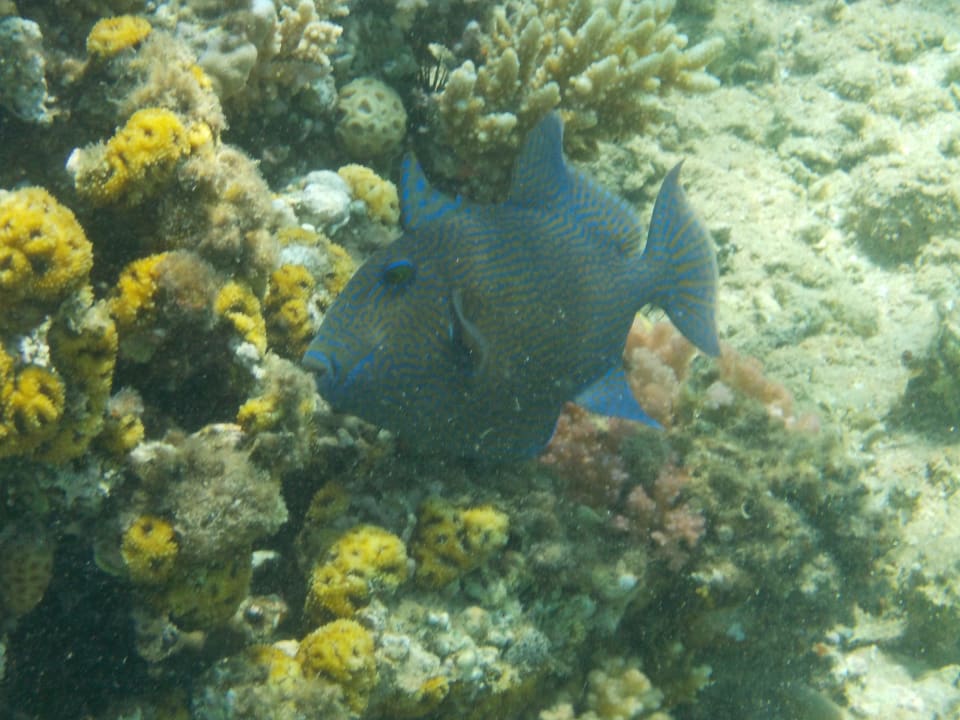 Blauer Drückerfisch Menaville Safaga