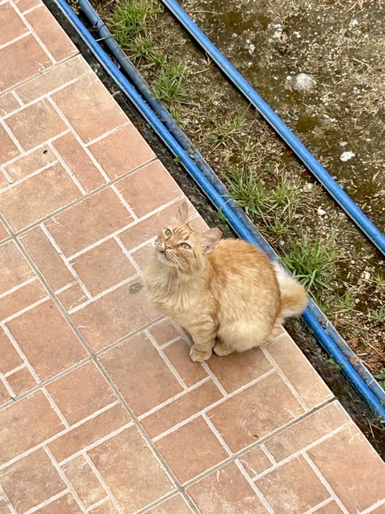 Sonstiges Akrathos Beach Hotel