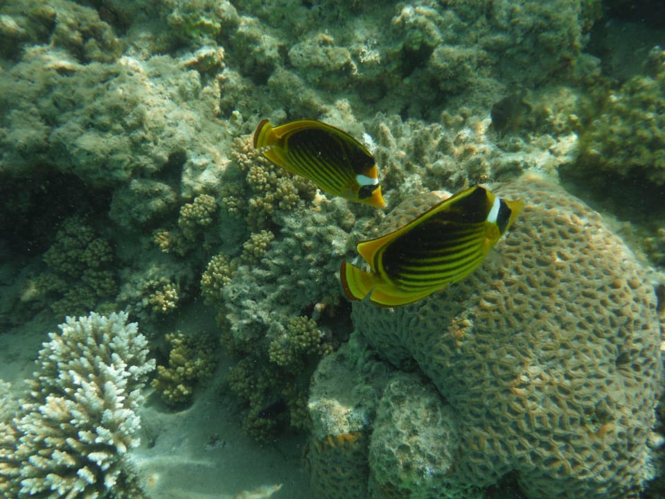 Hausriff Cleopatra Luxury Resort Makadi Bay