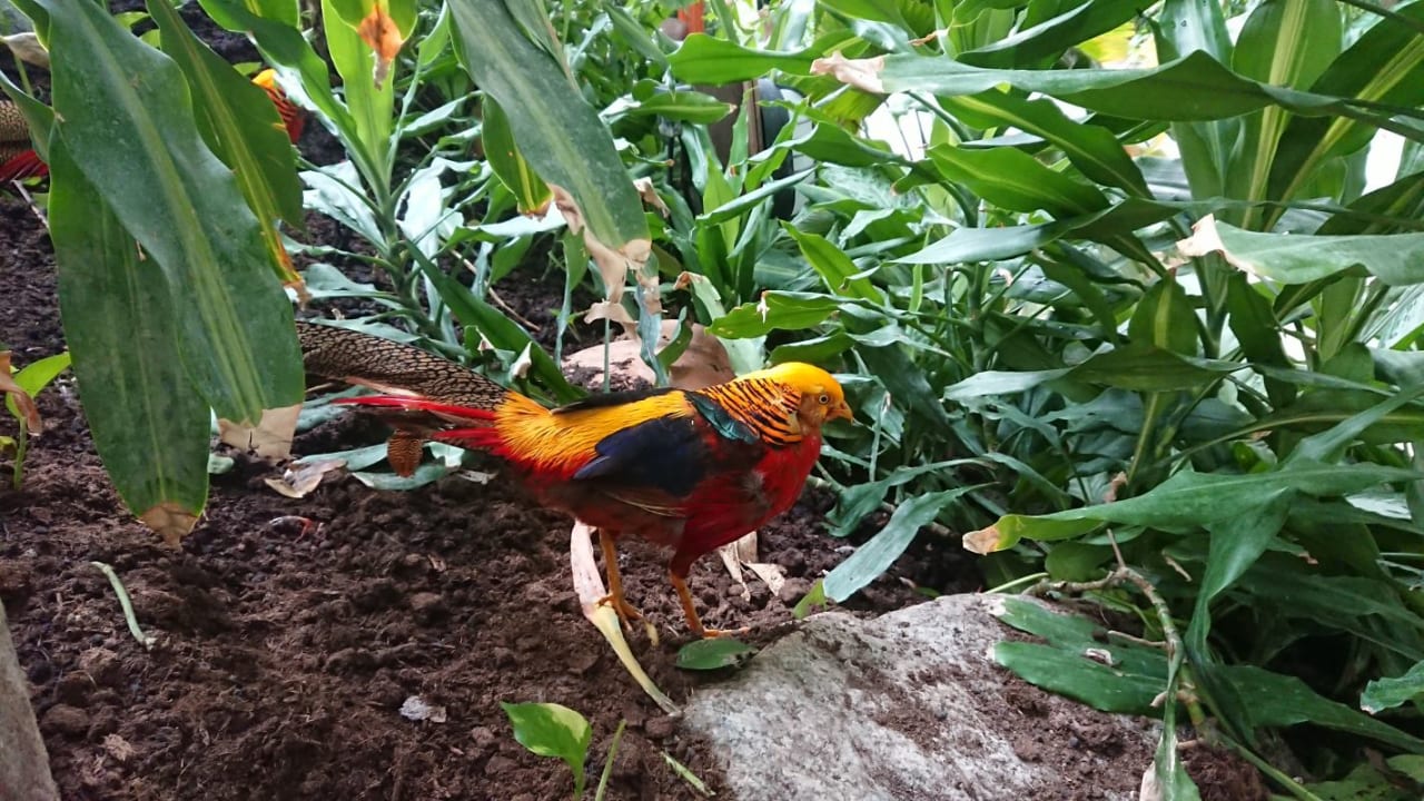 Gartenanlage Tropical Islands Resort