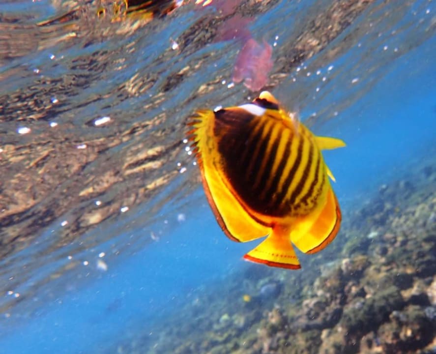 Sport & Freizeit Stella Beach Resort & Spa Makadi Bay