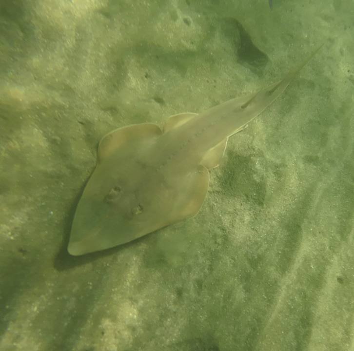 Sonstiges Shams Alam Beach Resort