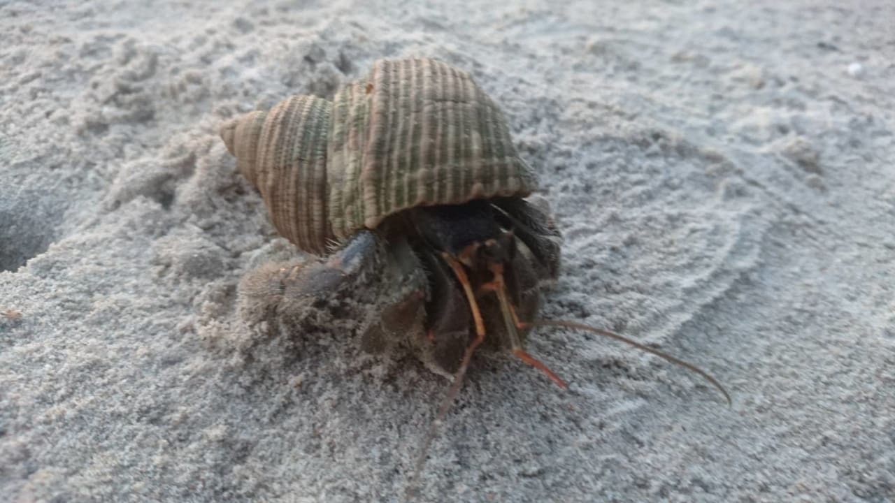 Strand The Grand Southsea Khaolak Beach Resort
