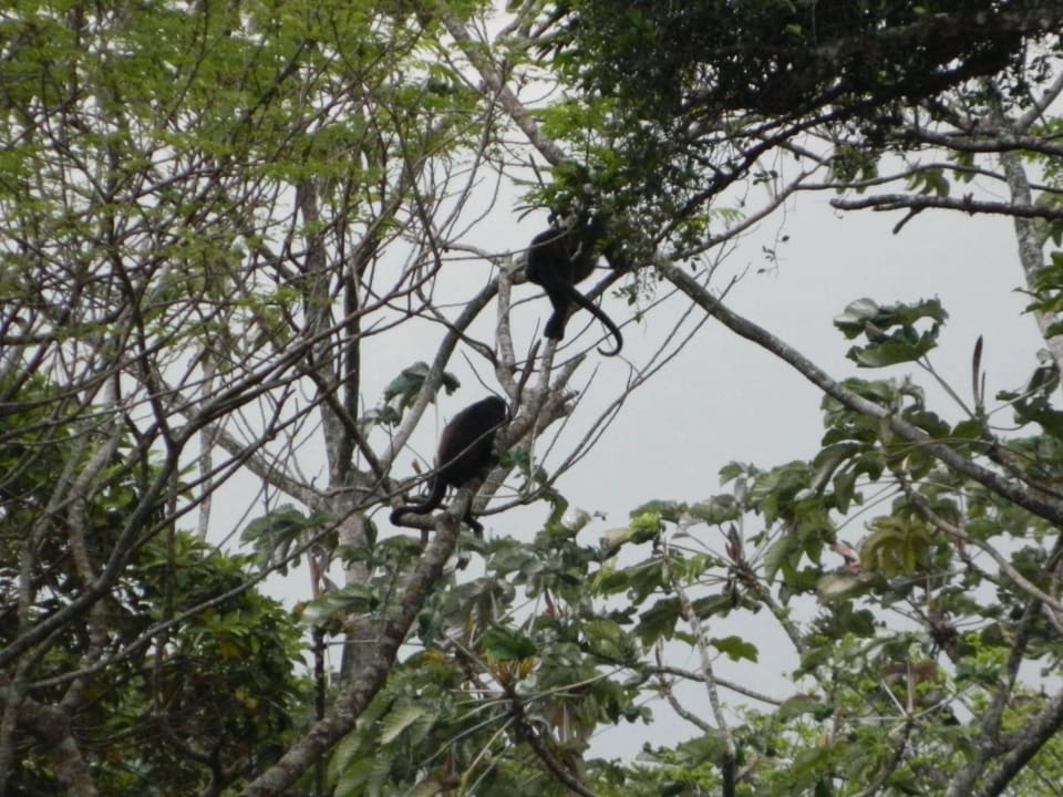 Brüllaffen/Hotelanlage Casitas Tenorio