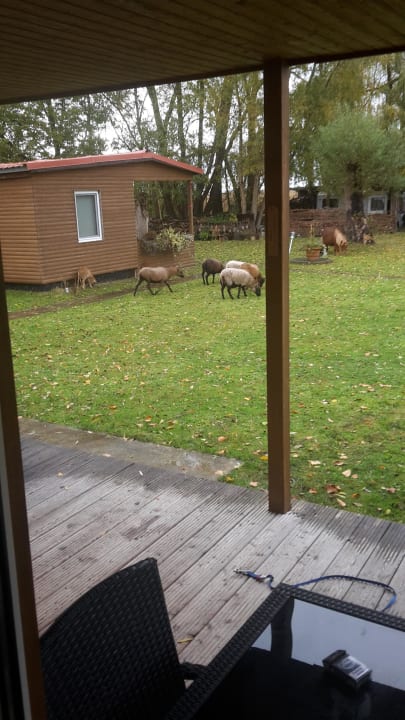 Zicken und Schafe  Ferienresort Möwenort