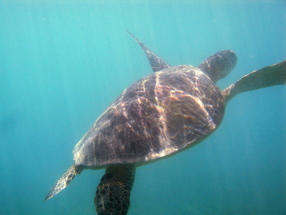 Turtle Hotel Gorgonia Beach Resort