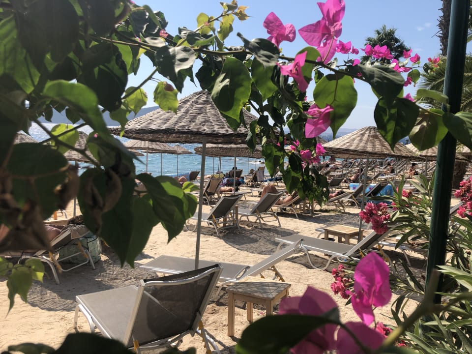 Gartenanlage TUI MAGIC LIFE Bodrum - Adult Only (16+)