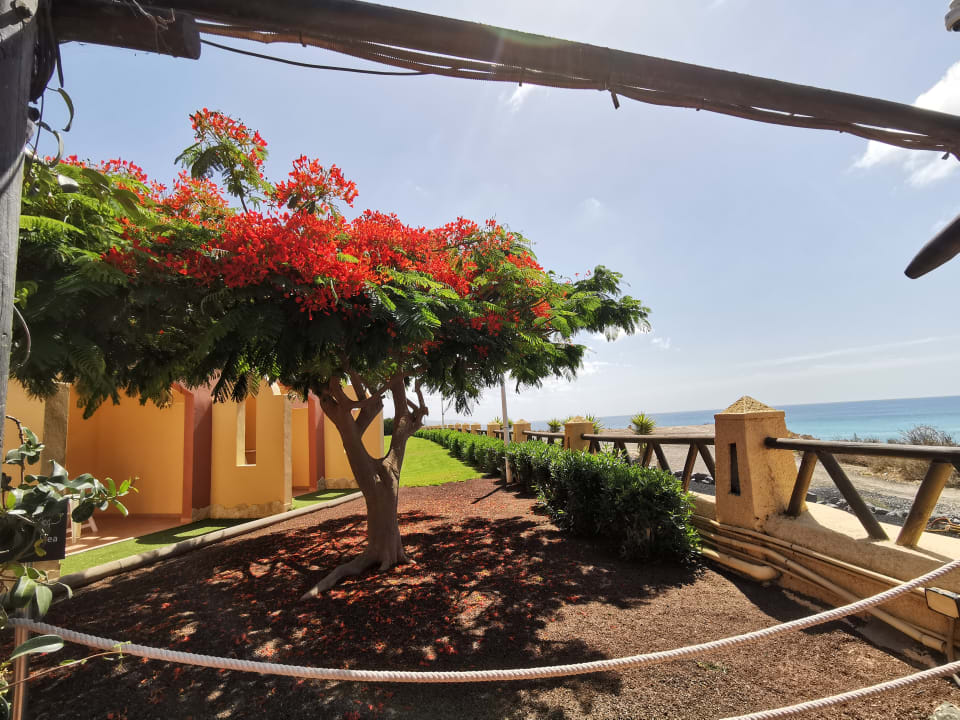 Gartenanlage H10 Playa Esmeralda - Adults only