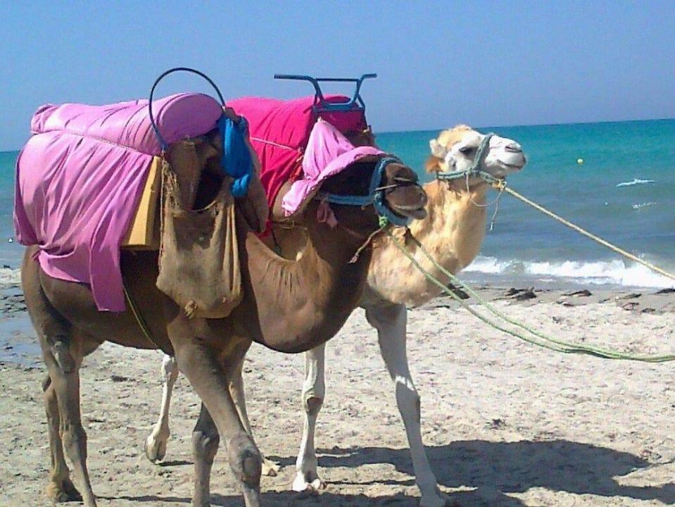 Vierbeiner mit Hut TUI MAGIC LIFE Penelope Beach