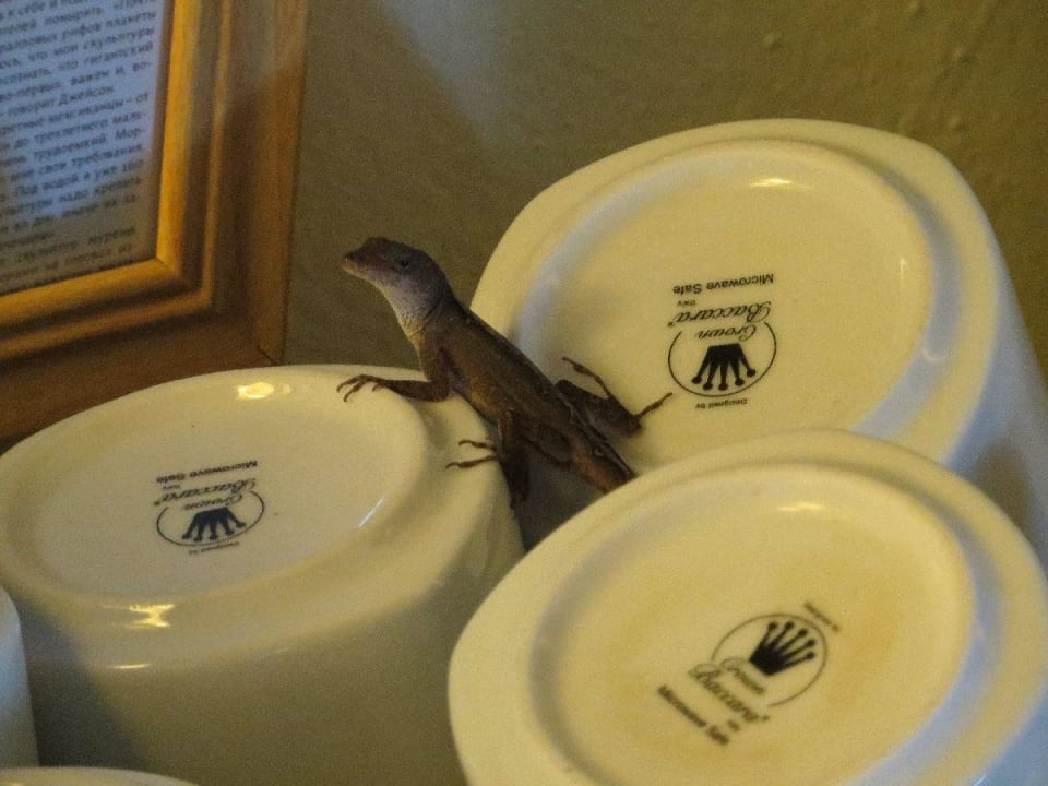 Gucken, ob gut gespült wurde Hotel Villas Flamingos