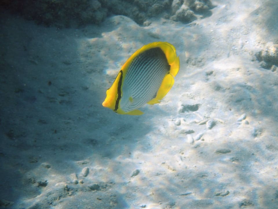 Sport & Freizeit Fort Arabesque Resort, Spa & Villas