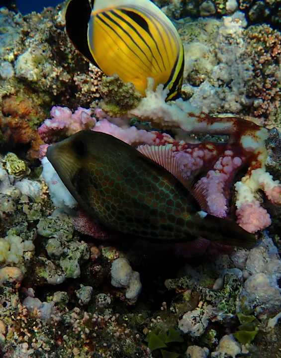 Sport & Freizeit Utopia Beach Club