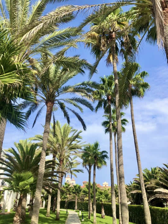 Gartenanlage Hotel Riu Palace Meloneras