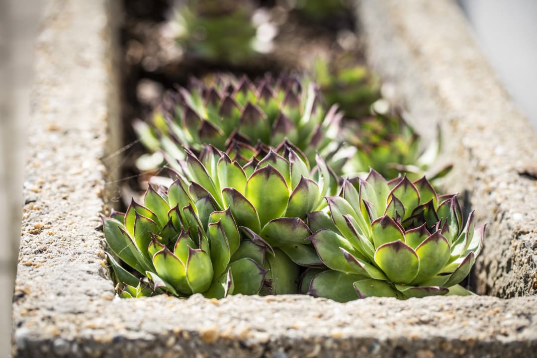Gartenanlage Ferienwohnungen Sabine & Sepp Kracher