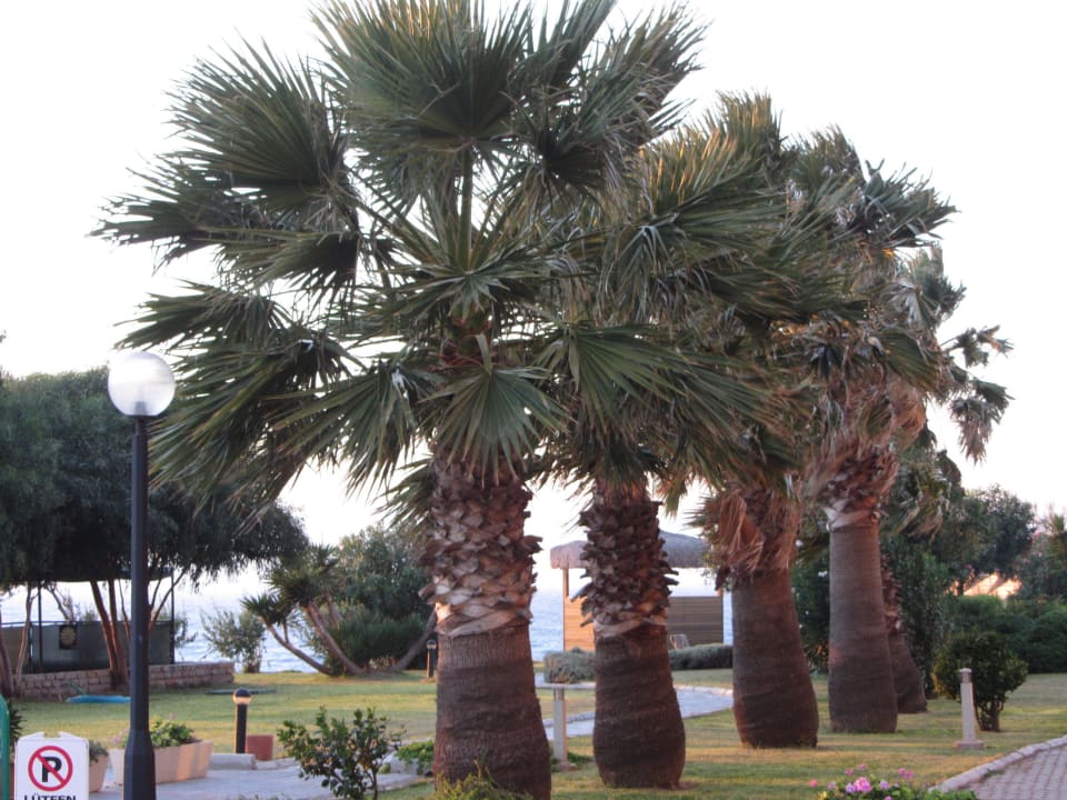 Palmen Hotel Babaylon