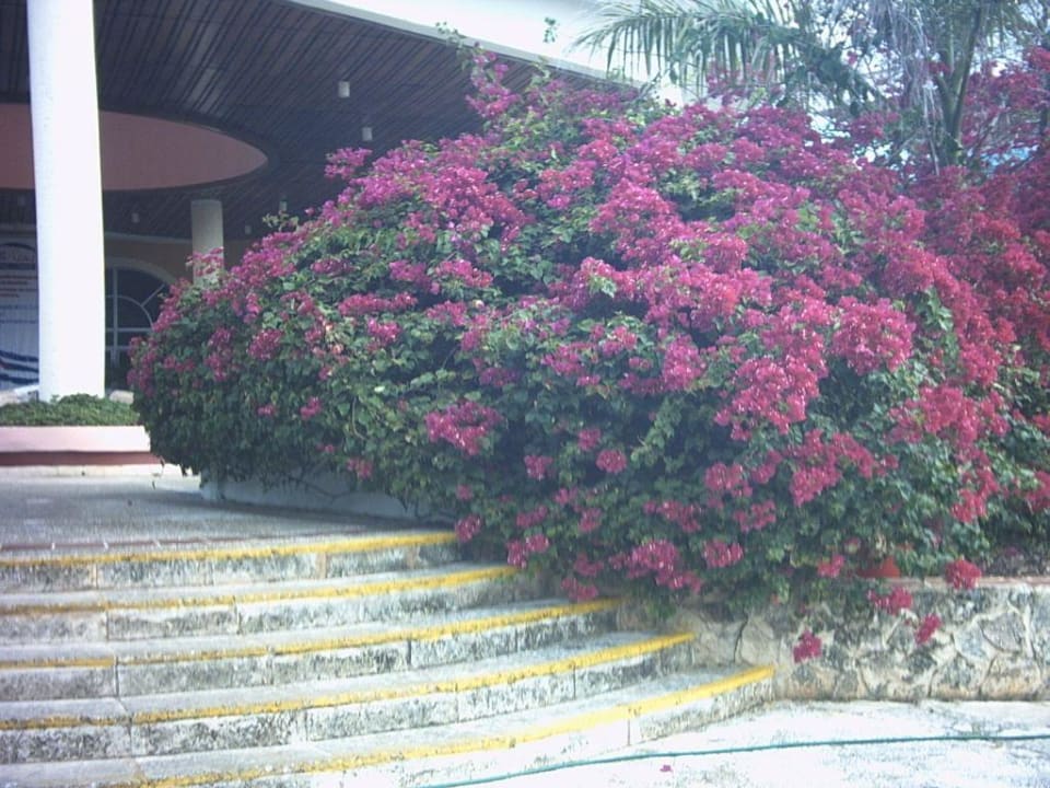 Gartenanlage Hotel Brisas del Caribe