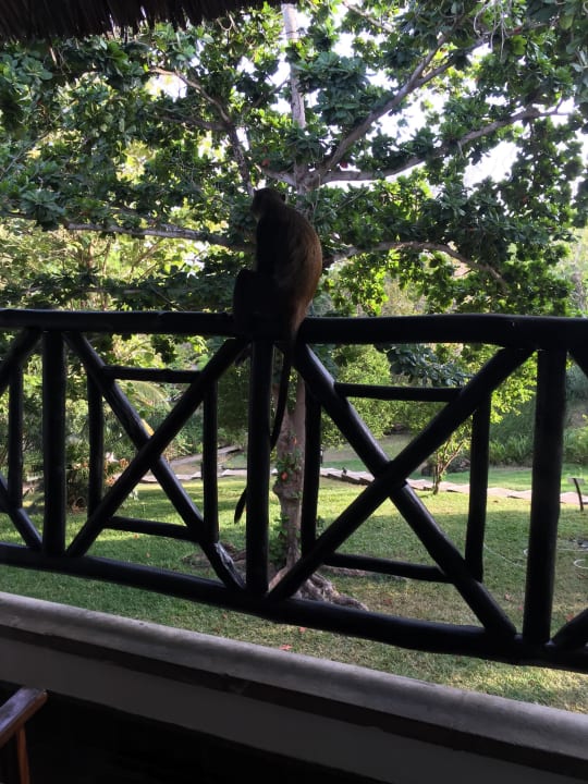 Äffchen klättern auf dem Balkon rum Hotel Papillon Lagoon Reef