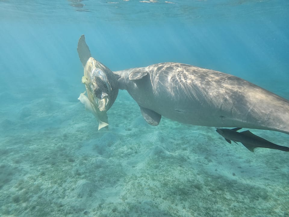 Sonstiges Jaz Costa Mares (Adults Only)