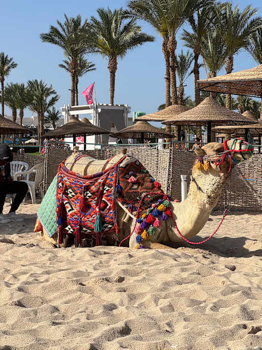Strand Pickalbatros Palace Hotel-Port Ghalib