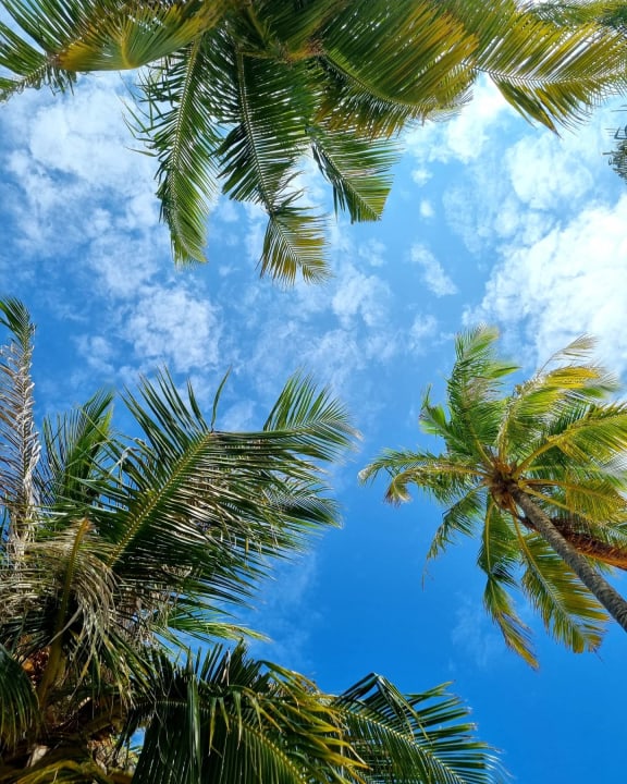 Gartenanlage Hondaafushi Island Resort