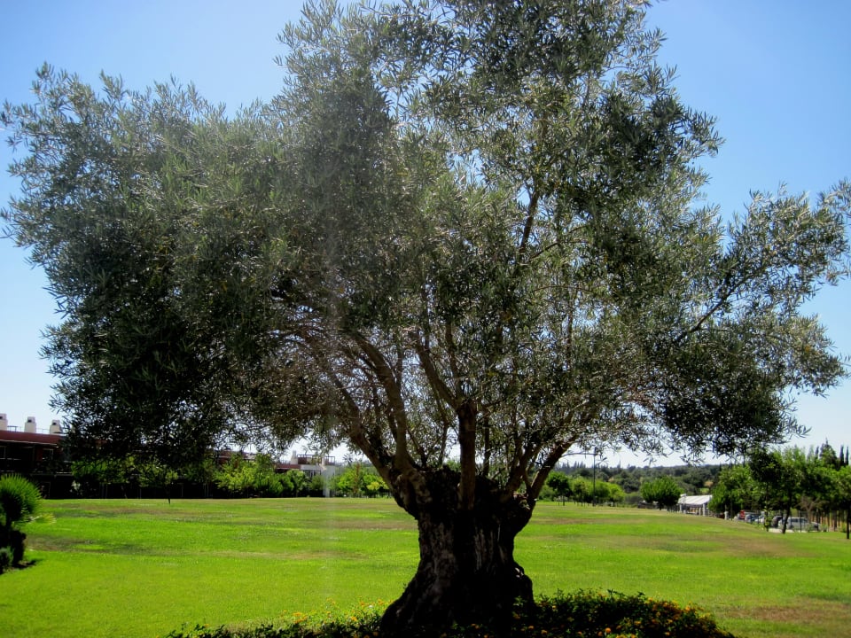 OLivenbaum ROBINSON QUINTA DA RIA