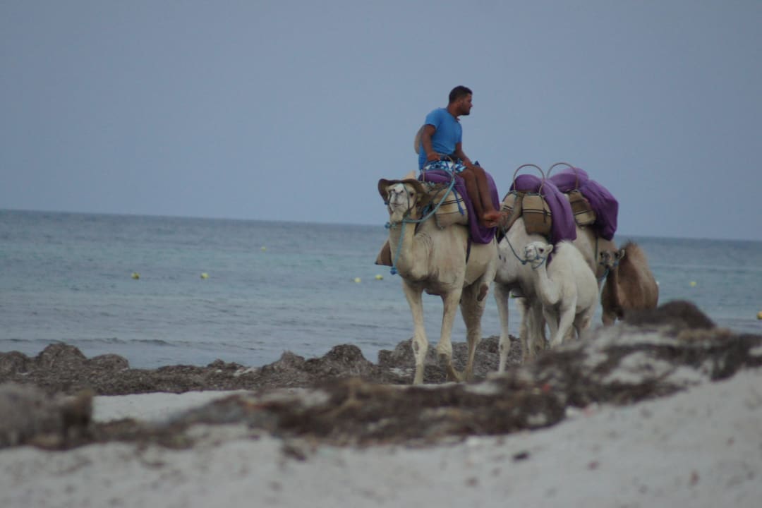 Plaża hotelowa - brudna Djerba Sun Beach Hotel & Spa