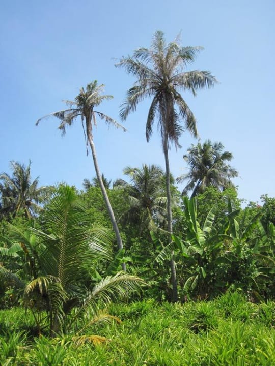 Palmen Villa Park Sun Island
