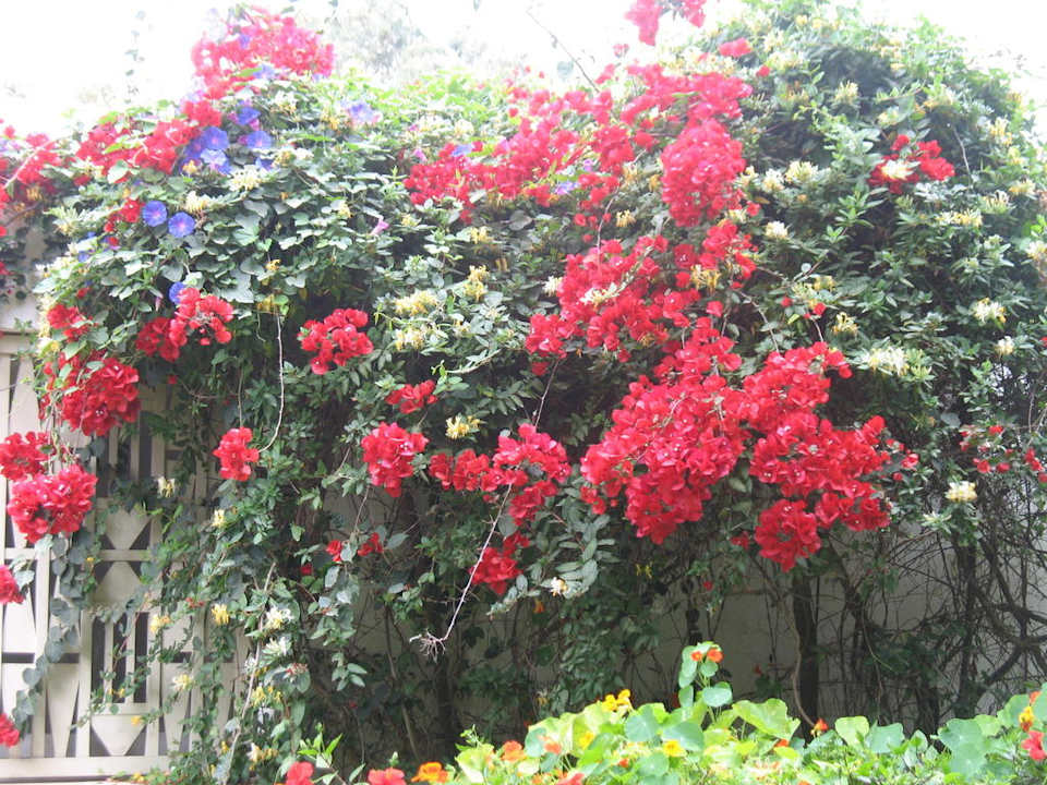 Blumenpracht The Orangers Beach Resort and Bungalows