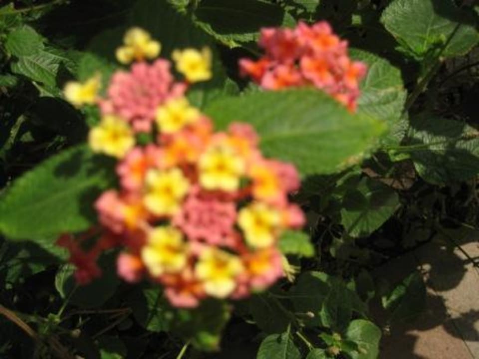 Blumen Royal Wings Hotel