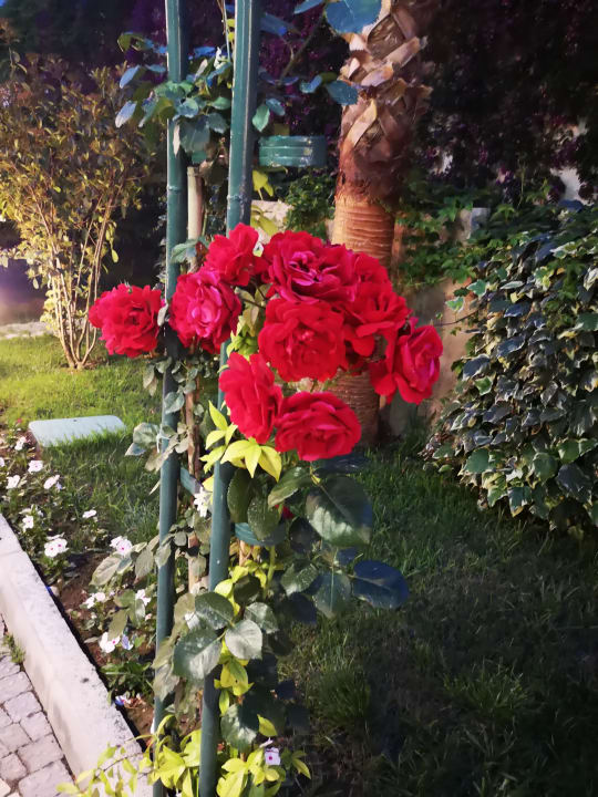 Gartenanlage Dream Family Club