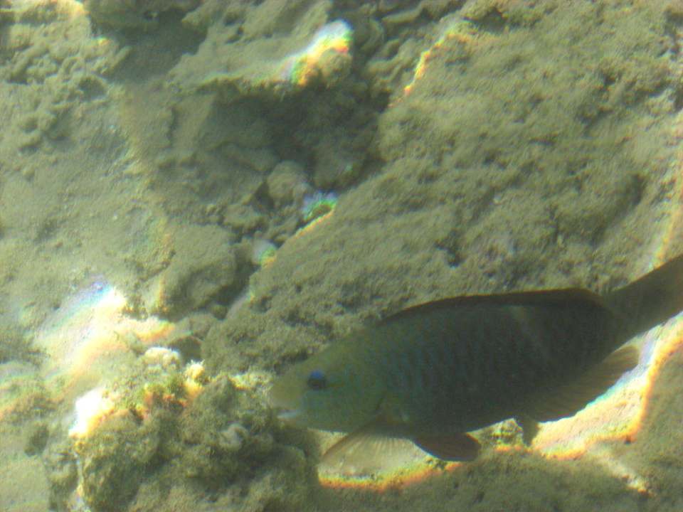 2 m vom Strand Albatros Sharm Resort