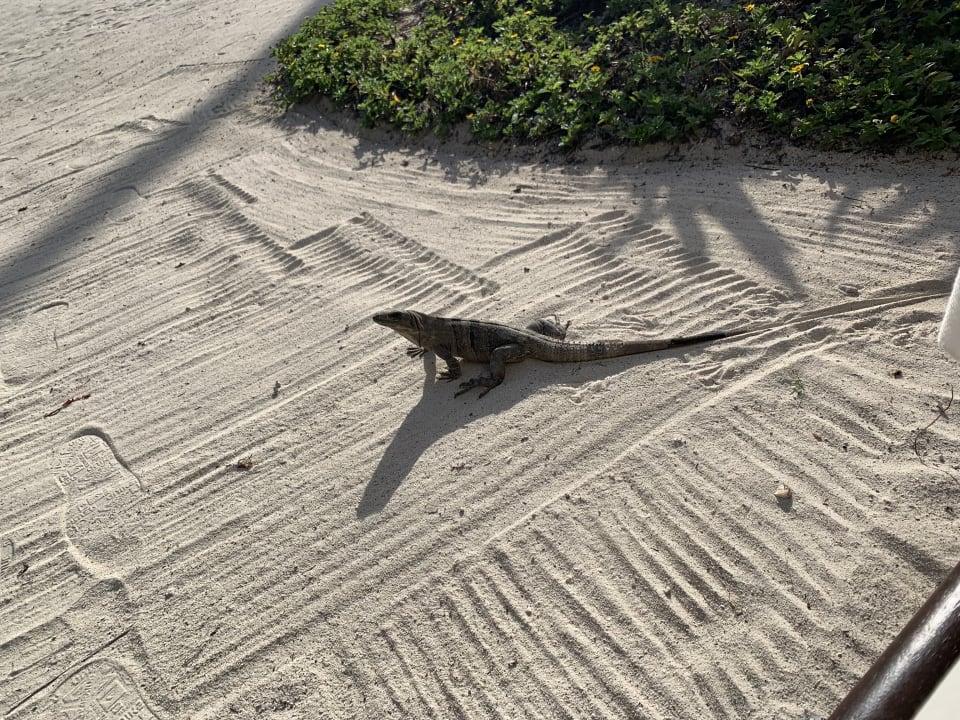 Gartenanlage Akumal Bay Beach & Wellness Resort