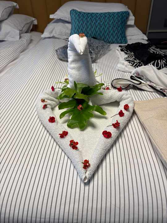 Zimmer Arum Barut Collection